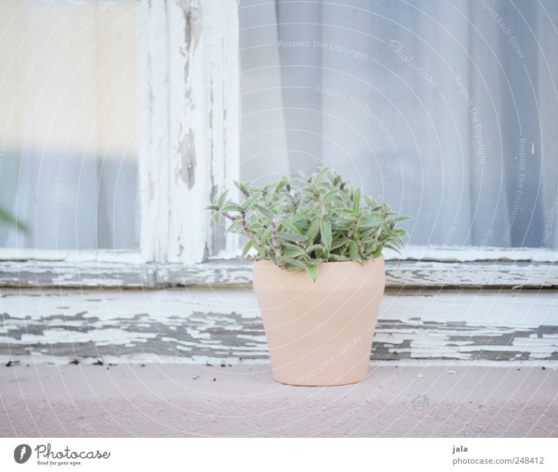 fensterbank Pflanze Topfpflanze Gebäude Fassade Fenster ästhetisch elegant rosa weiß Pastellton hell-blau Farbfoto Außenaufnahme Menschenleer Tag