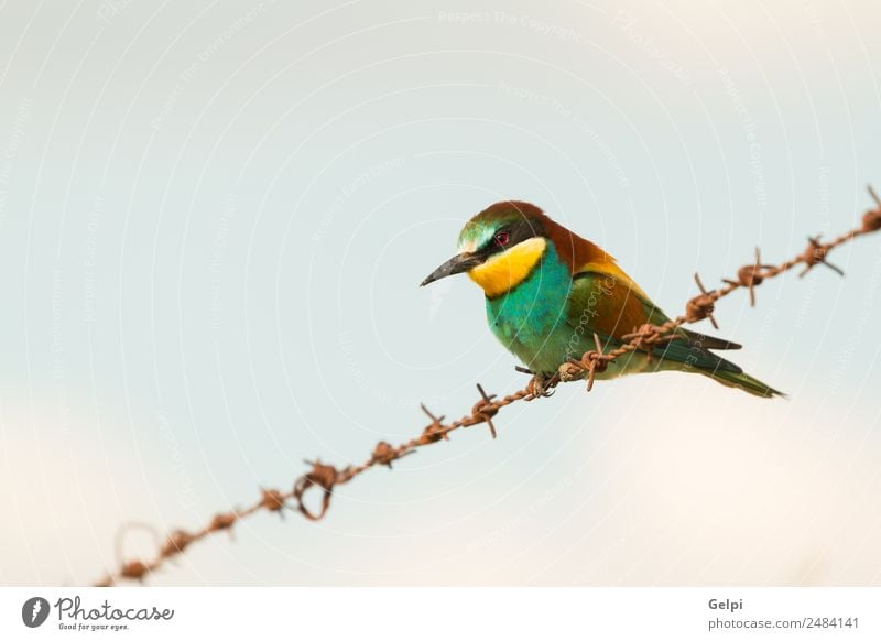 Porträt eines bunten Vogels exotisch schön Freiheit Umwelt Natur Tier Himmel Park Biene Liebe klein wild blau gelb grün rot Farbe Zusammenhalt Tierwelt