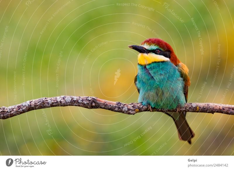Porträt eines bunten Vogels exotisch schön Freiheit Natur Tier Biene glänzend füttern hell wild blau gelb grün rot weiß Farbe Tierwelt Bienenfresser Apiaster