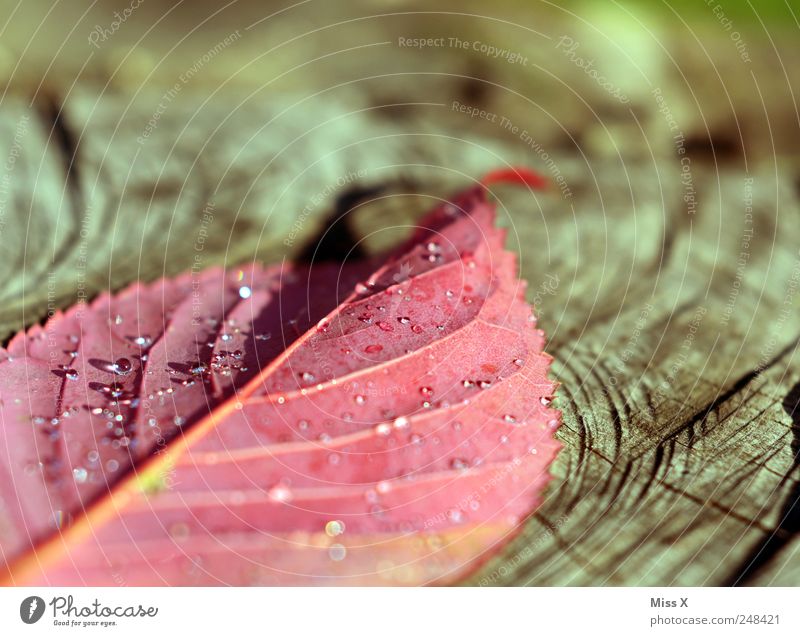 Hurra Hurra der Herbs ist daaaa Wassertropfen Herbst Blatt kalt nass rot Farbe herbstlich Herbstlaub Herbstfärbung Herbstbeginn Tau Morgen Blattadern Farbfoto