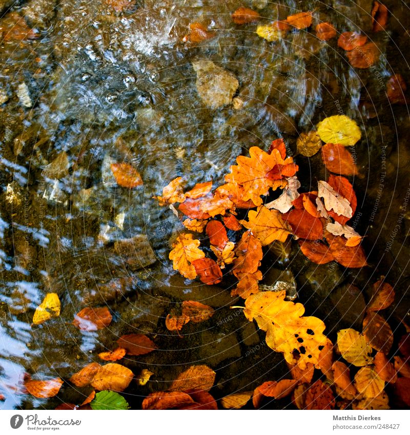 Herbst Natur ästhetisch Herbstlaub Blatt Vergänglichkeit herbstlich Wassertropfen Fluss Bach Bachufer Quelle Flußbett Eiche Eichenblatt Klarheit deutlich frisch