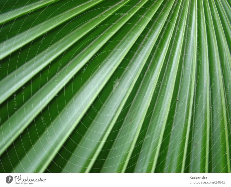 leaf grün Blatt Pflanze Natur Echte Farne Makroaufnahme