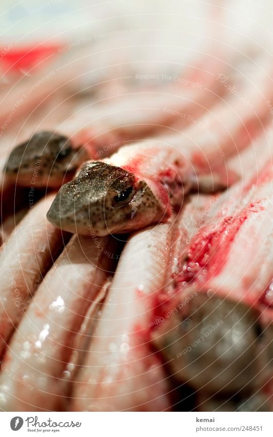 Fischköpfe Lebensmittel Meeresfrüchte Ernährung Marktstand Fischmarkt Tier Nutztier Tiergesicht Kopf liegen Ekel frisch hell schleimig Tod Stapel Farbfoto