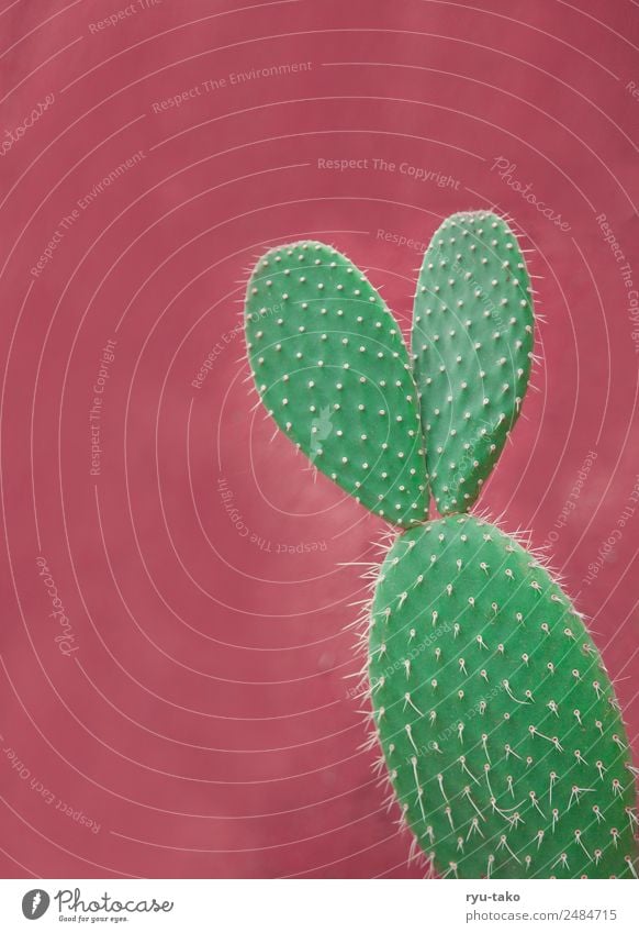 Kaktus mit Ohren Sommer Sonne Pflanze Grünpflanze exotisch ästhetisch außergewöhnlich Kitsch niedlich schön grün rosa Stachel Spitze Hase & Kaninchen einzeln