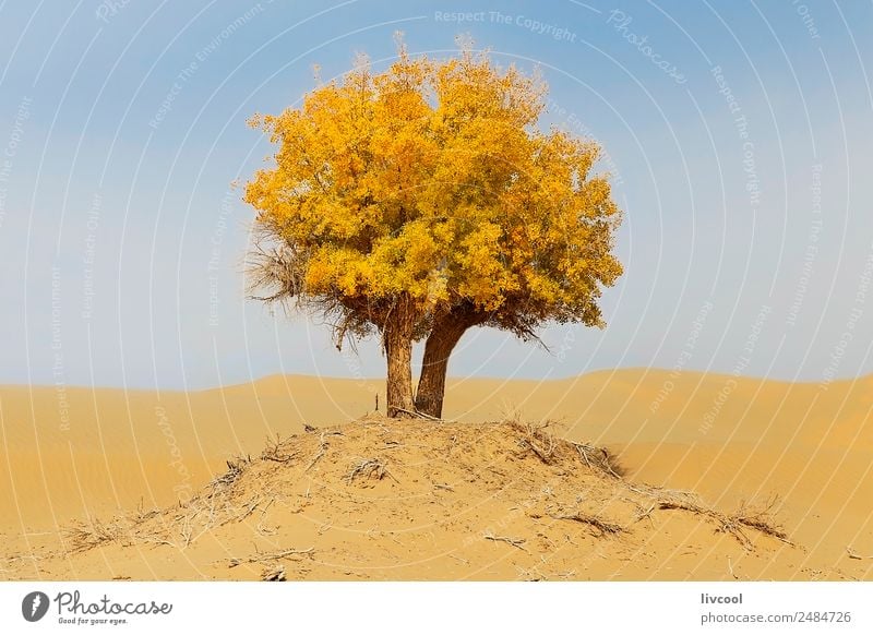 einsamer Baum in der Taklamakan-Wüste, China Erholung Natur Landschaft Sand Himmel Wolken Pflanze Park Einsamkeit Abenteuer erleben Ferien & Urlaub & Reisen