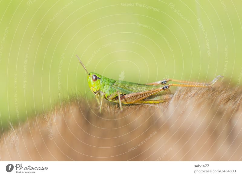 Zwischenlandung Natur Tier Heuschrecke Insekt Fell 1 krabbeln weich braun grün entdecken Leichtigkeit Pause Perspektive Schutz Wellness seltsam Farbfoto
