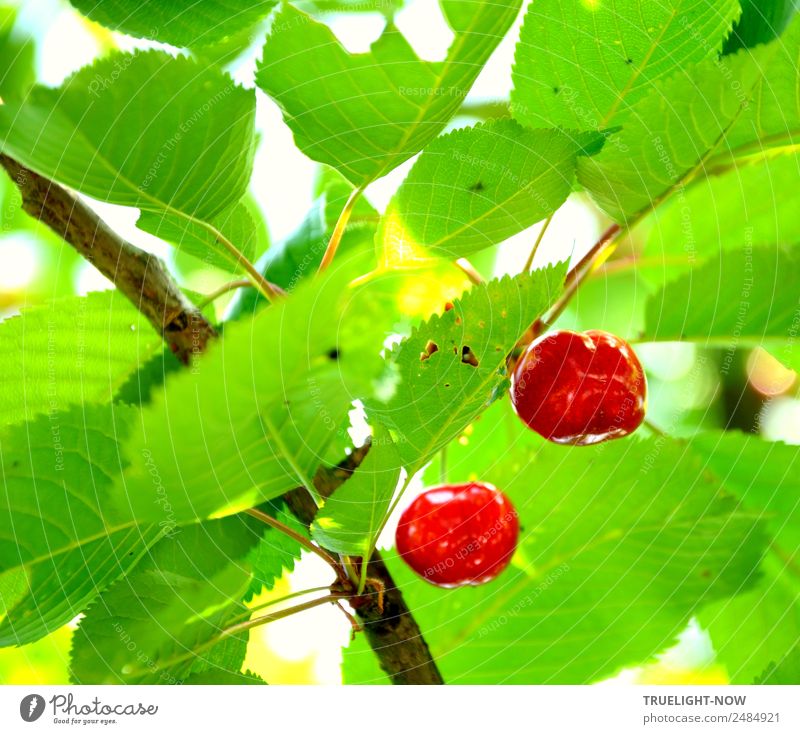 Zwei rote Kirschen am Zweig unter leuchtend grünen Blättern Lebensmittel Frucht Ernährung Umwelt Natur Sommer Schönes Wetter Baum Blatt Garten Fröhlichkeit