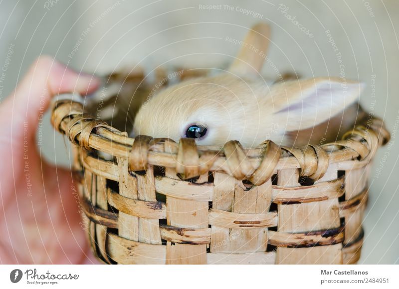 Kleines Kaninchen im Holzkorb Glück schön Ostern feminin Hand Natur Tier Frühling Haustier Nutztier Tiergesicht 1 Tierjunges kuschlig klein niedlich weich braun