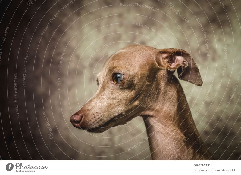 Studio-Porträt des kleinen italienischen Windhundes Glück schön Freundschaft Natur Tier Haustier Hund 1 Freundlichkeit Fröhlichkeit lustig niedlich braun