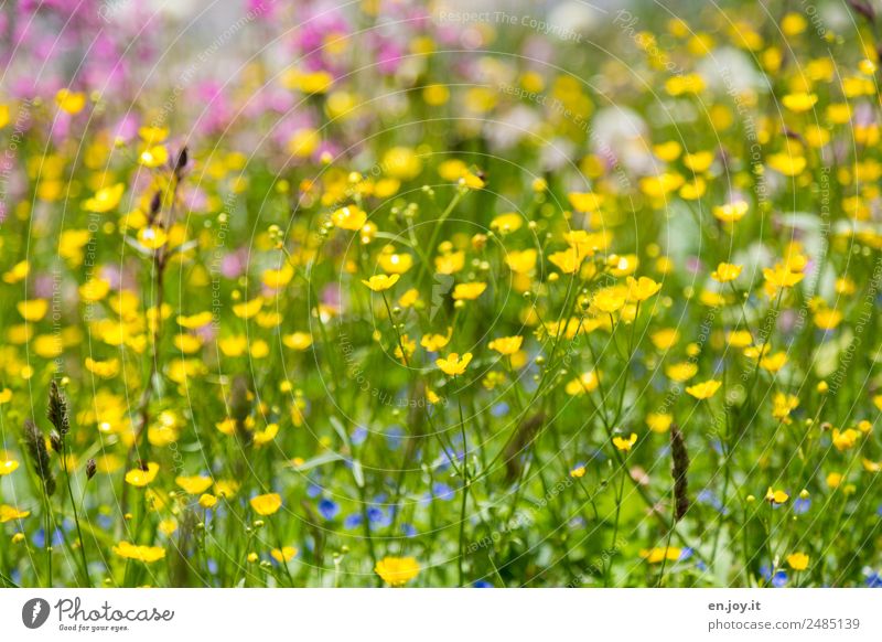 Frühling Natur Pflanze Sommer Blume Blumenwiese Garten Fröhlichkeit schön Kitsch mehrfarbig gelb Lebensfreude Frühlingsgefühle Romantik Farbe Hoffnung Idylle