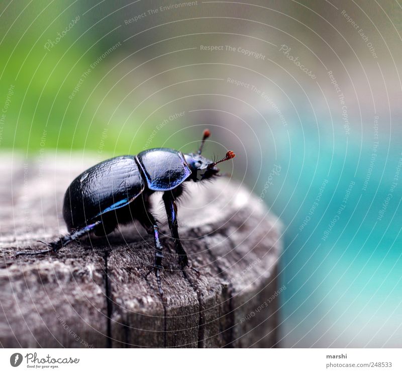 Panzerfahrer Tier Wildtier Käfer 1 schwarz Insekt Fühler Natur Farbfoto Außenaufnahme