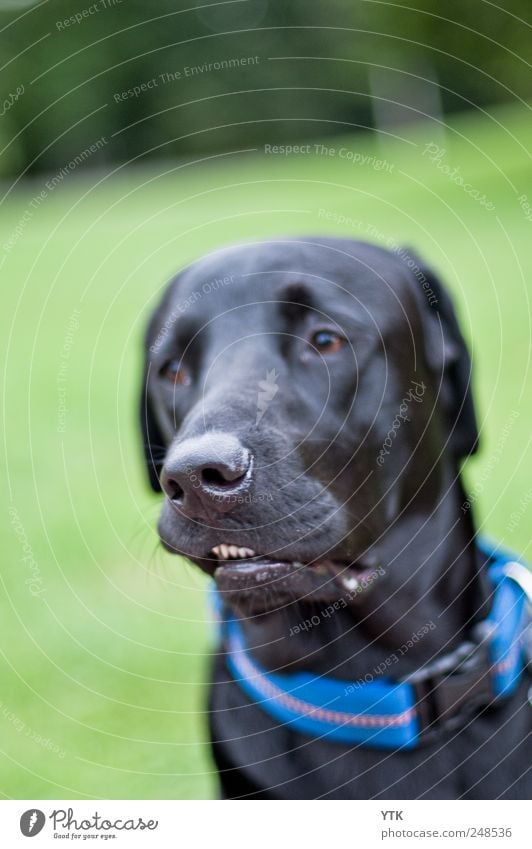 Boxer? Natur Pflanze Gras Park Wiese Haustier Hund Bewegung Labrador schlagen Boxsport Schnauze entstellt verformt leiderfüllt Wegsehen Vermeidung Halsband