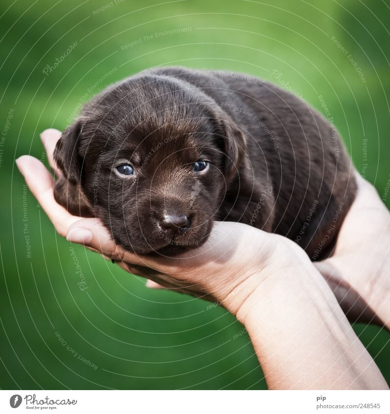 hund in hand Auge Hand Finger Hund Fell Welpe Labrador 1 Tier Tierjunges klein braun grün Geborgenheit Tierliebe Angst schön pflegebedürftig dunkelbraun