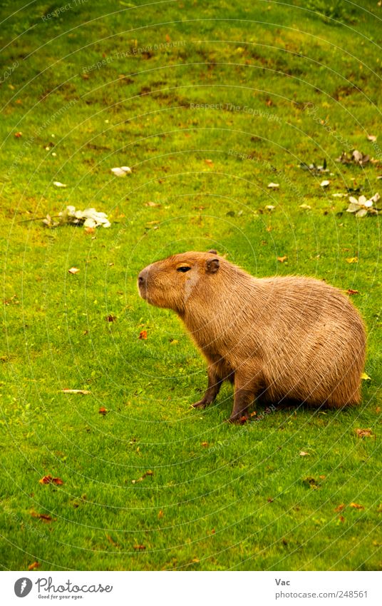 Wasserschwein Natur Tier Gras 1 groß wild braun Säugetier Nagetiere Zoologie Pflanzenfresser Farbfoto Außenaufnahme Menschenleer Tag Zentralperspektive