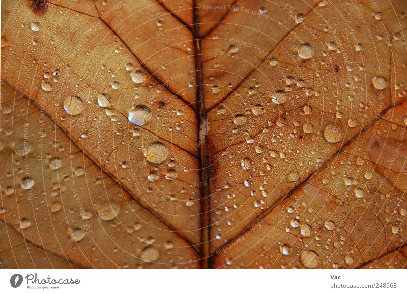 Blatt Umwelt Natur Pflanze Wasser Wassertropfen Herbst braun gold Farbfoto Nahaufnahme Detailaufnahme Makroaufnahme Menschenleer Morgen Morgendämmerung Tag