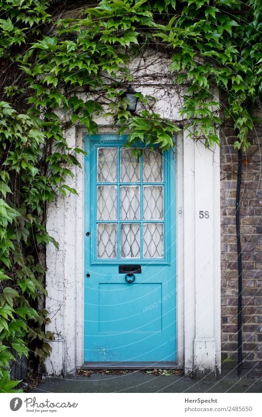number 58 London Haus Einfamilienhaus Gebäude Architektur Mauer Wand Tür ästhetisch authentisch retro schön blau grün Eingang Eingangstür Kletterpflanzen Idylle