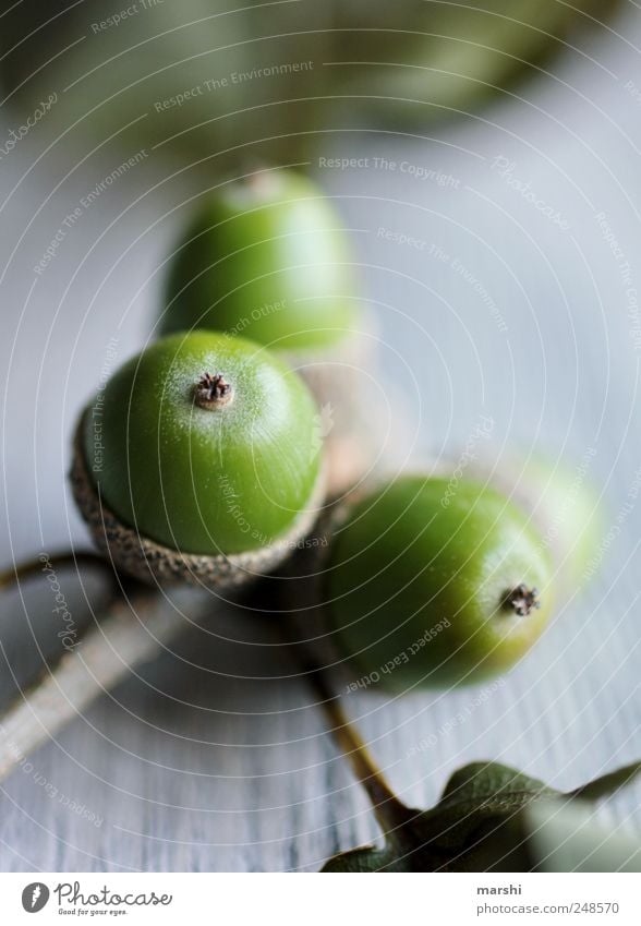 noch grün Natur Pflanze eichelfrucht Frucht Fruchtstand Eicheln Blatt Unschärfe Detailaufnahme Makroaufnahme Farbfoto Außenaufnahme