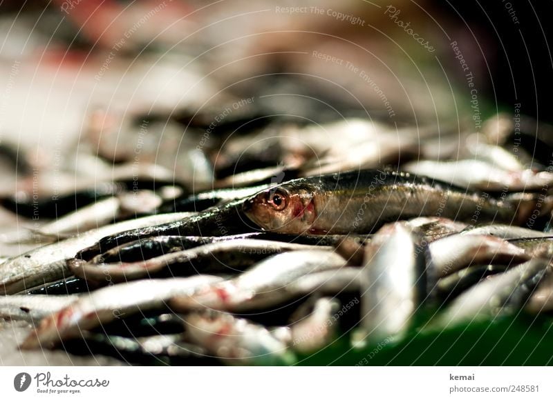Aus der Masse rausstechen Fisch Meeresfrüchte Ernährung Abendessen Markthalle Marktstand Fischmarkt Tier Nutztier Tiergesicht Schuppen Auge liegen frisch Haufen