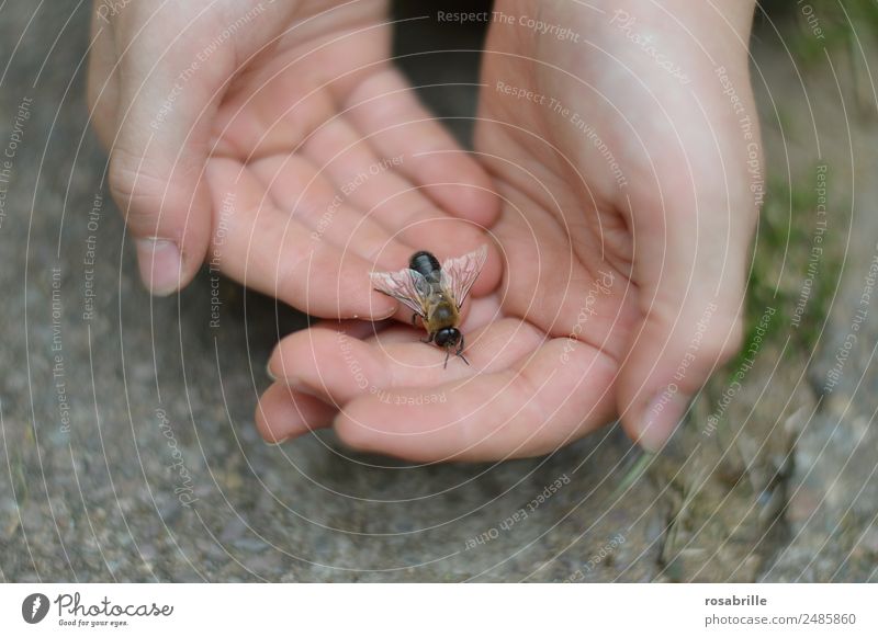 Drohn gelandet Mensch Kind Haut Hand Tier Nutztier Biene Flügel Honigbiene maskulin Insekt 1 beobachten berühren krabbeln klein nah Vertrauen Tierliebe achtsam