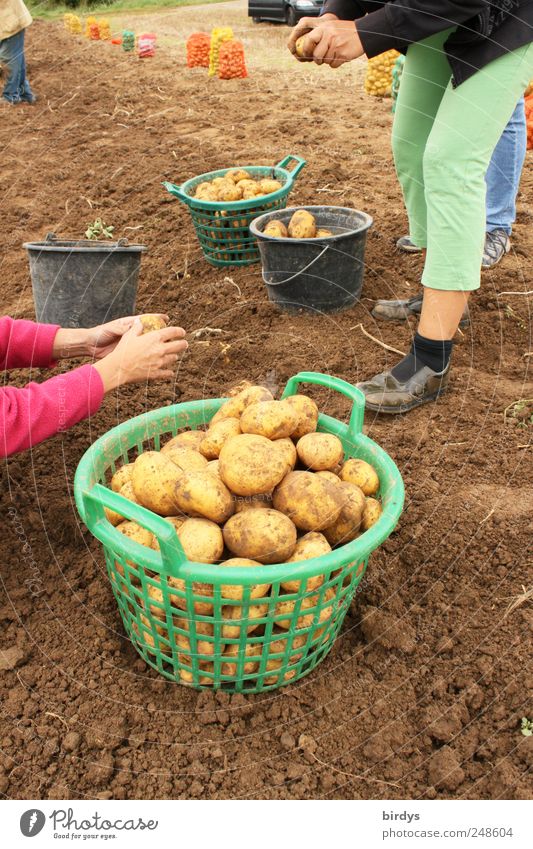 Kartoffelernte in Handarbeit. Alle packen mit an auf dem Acker. Nachhaltigkeit Biologische Landwirtschaft Teamwork Feld arbeiten Feldarbeit Erntehelfer