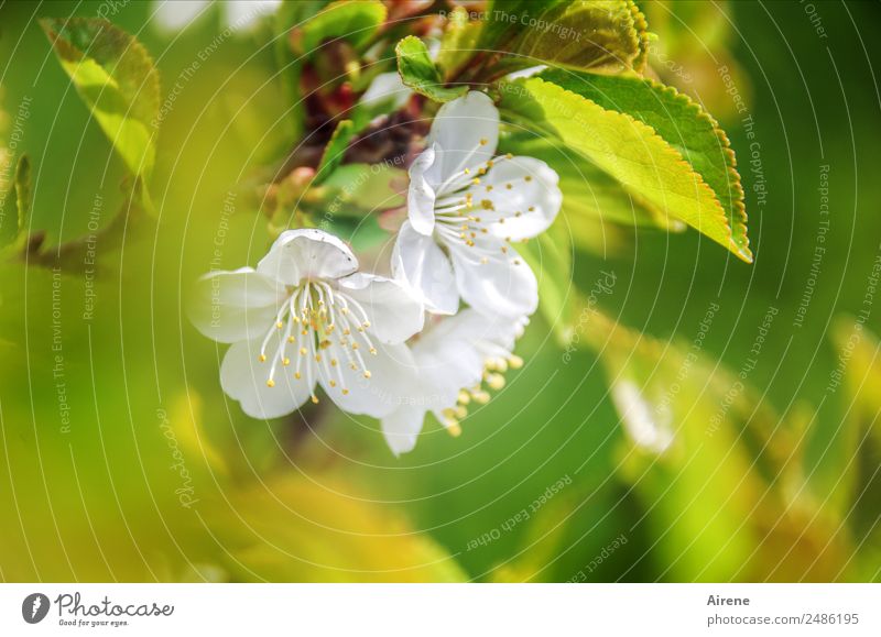 Nullachtfünfzehn | typisches Frühlingsbild Pflanze Blüte Kirschblüten Kirschbaum Blühend Freundlichkeit hell grün weiß Frühlingsgefühle nachhaltig Natur