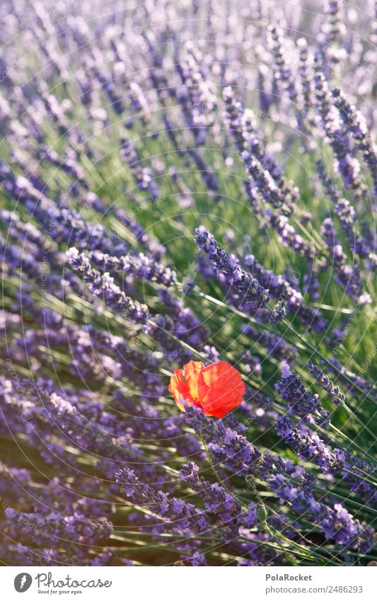 #A# lila-rot Kunst ästhetisch Mohn Mohnblüte Mohnfeld Lavendel Lavendelfeld Lavendelernte violett Minderheit schön Feld Blühend Blühende Landschaften Farbfoto