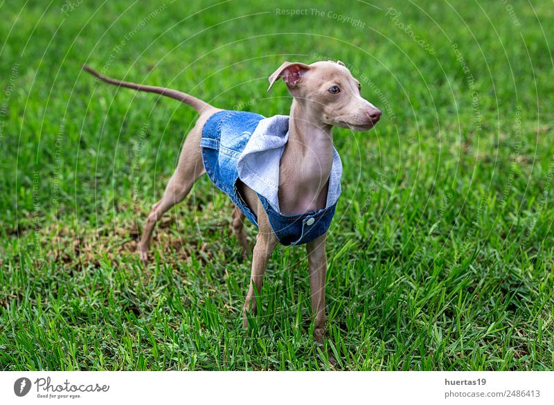 Kleiner italienischer Windhund Glück schön Freundschaft Natur Tier Garten Park Haustier Hund 1 Freundlichkeit Fröhlichkeit lustig niedlich braun Gefühle