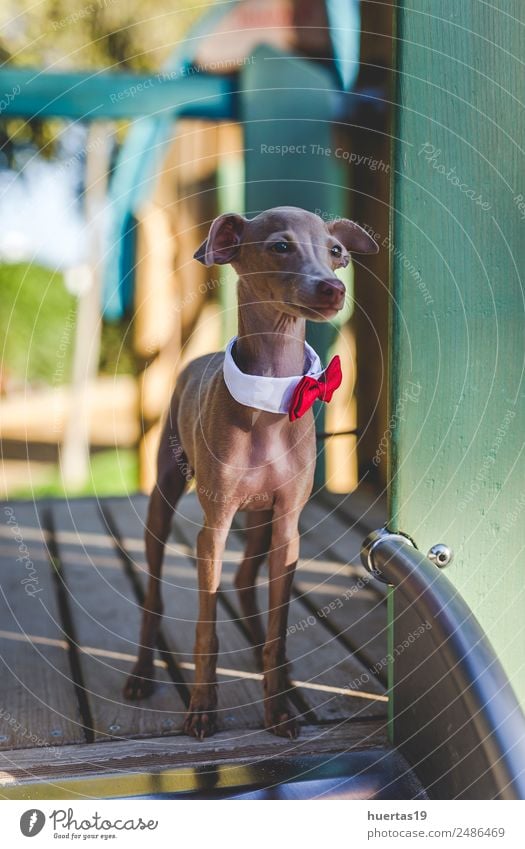 Kleiner italienischer Windhund auf dem Feld Glück schön Freundschaft Natur Tier Garten Park Haustier Hund 1 Freundlichkeit Fröhlichkeit lustig niedlich braun