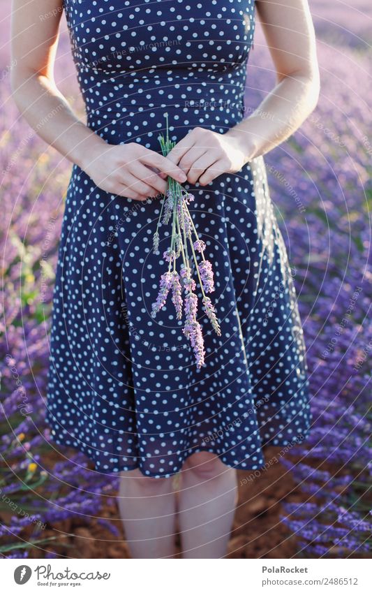 #A# Lavendel Morgen 1 Mensch Kunst ästhetisch Lavendelfeld Lavendelernte violett Blume Blumenstrauß Blühend Blühende Landschaften Frankreich Provence Rock
