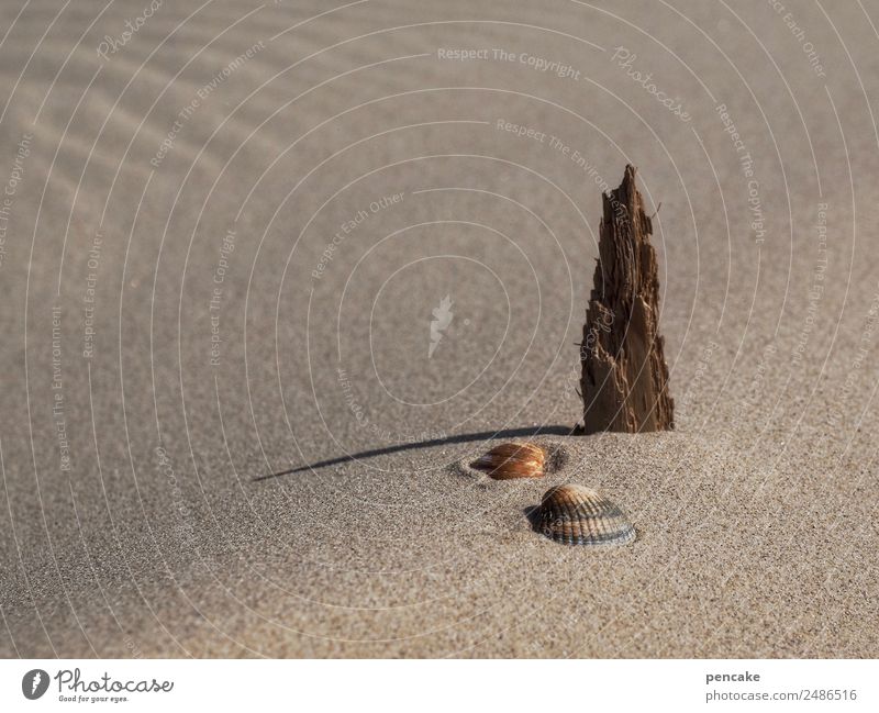 durststrecke | auf wassersuche Natur Urelemente Sand Sommer Strand stehen warten Dürre 3 Stillleben Muschel Holz Treibholz Statue Wellenform Wüste Farbfoto