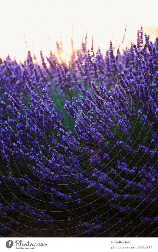 #A# Lavendelsonne Umwelt Natur Landschaft Pflanze Klima Schönes Wetter Garten Park Lavendelfeld Lavendelernte violett Blühend Blühende Landschaften Provence