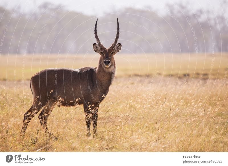 Wasserbock im Lake Samburu Nationalpark, Kenia schön Spielen Ferien & Urlaub & Reisen Safari Mann Erwachsene Umwelt Natur Tier Park natürlich wild weiß
