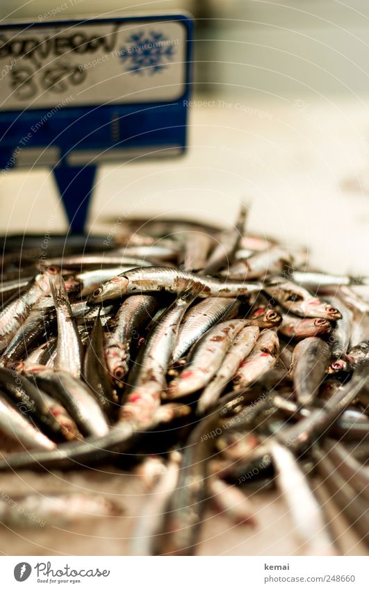 Ein Haufen Fische Meeresfrüchte Ernährung Mittagessen Abendessen Marktstand Markthalle Fischmarkt Tier Nutztier Tiergesicht Schuppen Auge liegen frisch silber