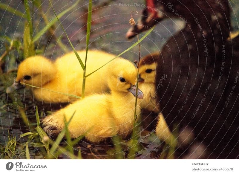 Baby Muskovy Entenküken Cairina moschata Sommer Familie & Verwandtschaft Natur Tier Teich Nutztier Wildtier Vogel Tierjunges niedlich braun gelb Küken Jungvogel