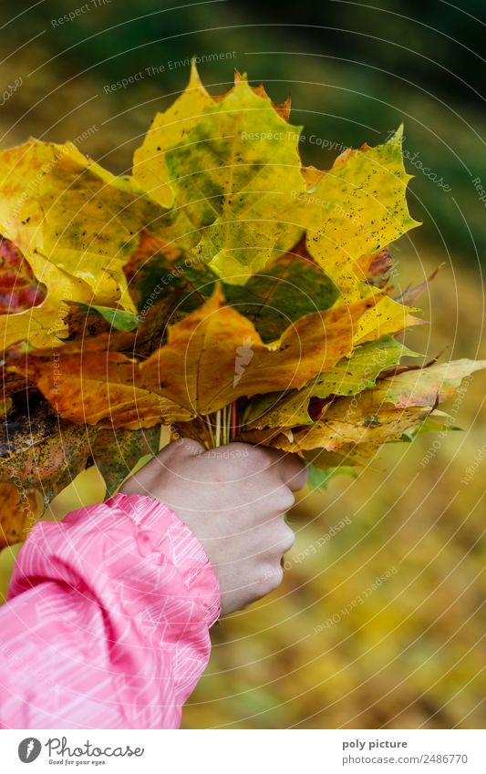 Kinderhand hällt einen Strauß aus Blättern Kleinkind Familie & Verwandtschaft Kindheit Jugendliche Hand 3-8 Jahre 8-13 Jahre Umwelt Natur Landschaft Sommer