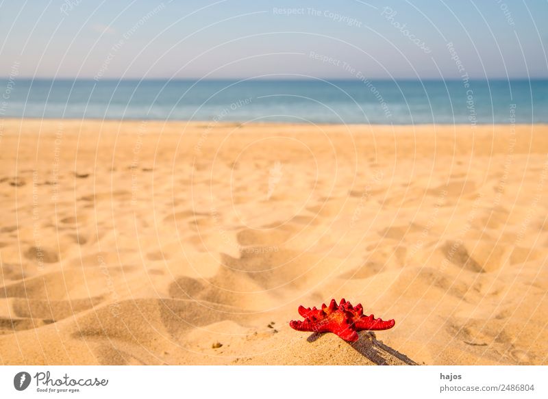 roter Seestern am Strand Ferien & Urlaub & Reisen Sommer Sand Tourismus Meer blau Himmel weiß leer einsam menschenleer Textfreiraum Farbfoto Außenaufnahme
