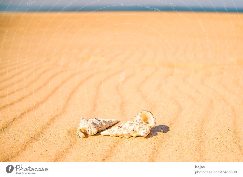 Meeresschnecken am Strand Ferien & Urlaub & Reisen Sommer Natur Sand 2 Tier Tourismus Meereschnecken Sandstrand blau Himmel Linie Reisefotografie Sonne hell