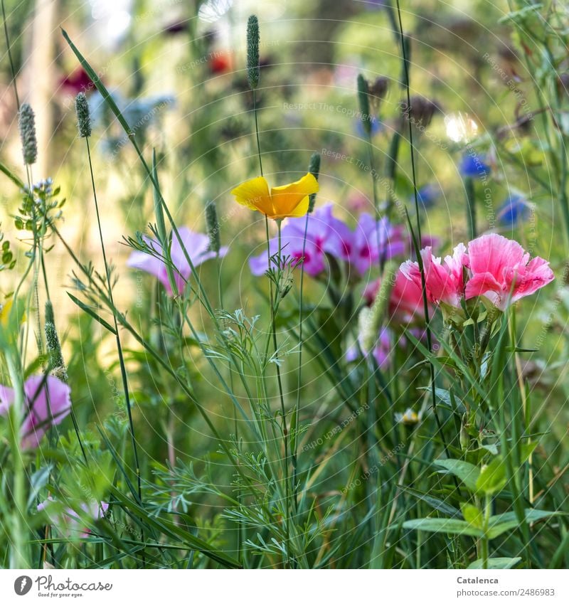 Farbig, Blumen einer Blumenwiese Natur Pflanze Sommer Schönes Wetter Gras Blatt Blüte Wildpflanze Mohnblüte Malvengewächse Ackerhellerkraut Kornblume Garten