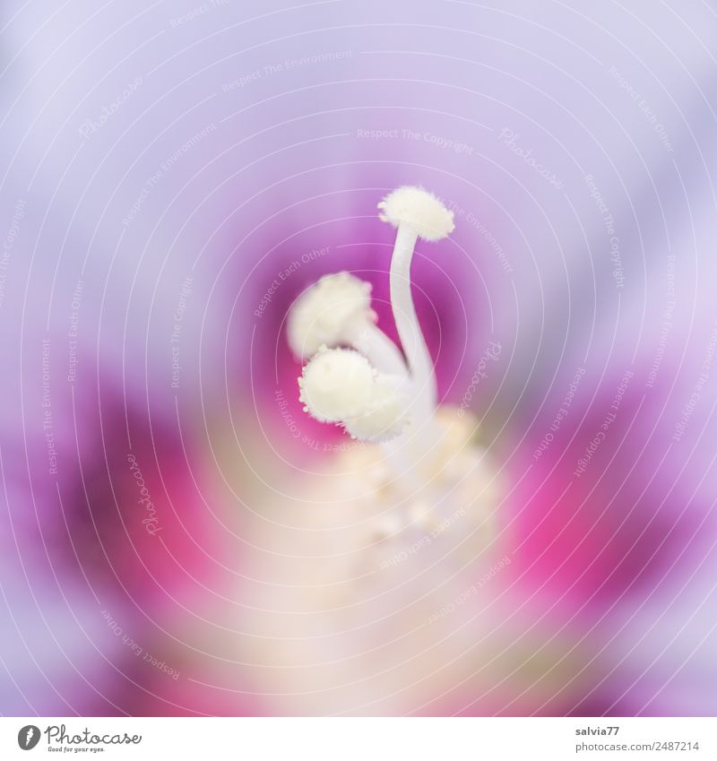 Blütenstempel harmonisch Natur Pflanze Blume Hibiscus Stempel Garten Blühend Duft ästhetisch schön rosa einzigartig Pollen Farbfoto Außenaufnahme Makroaufnahme