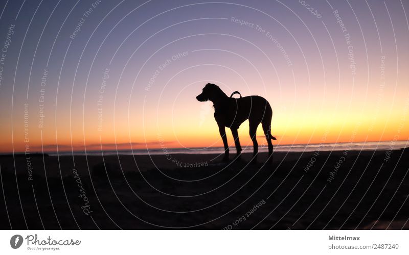 Ridgeback in Sonnenuntergang Horizont Sonnenaufgang Sonnenlicht Küste Strand Meer Atlantik Costa Caparica Portugal Hund Rhodesian Ridgeback 1 Tier Sand Wasser