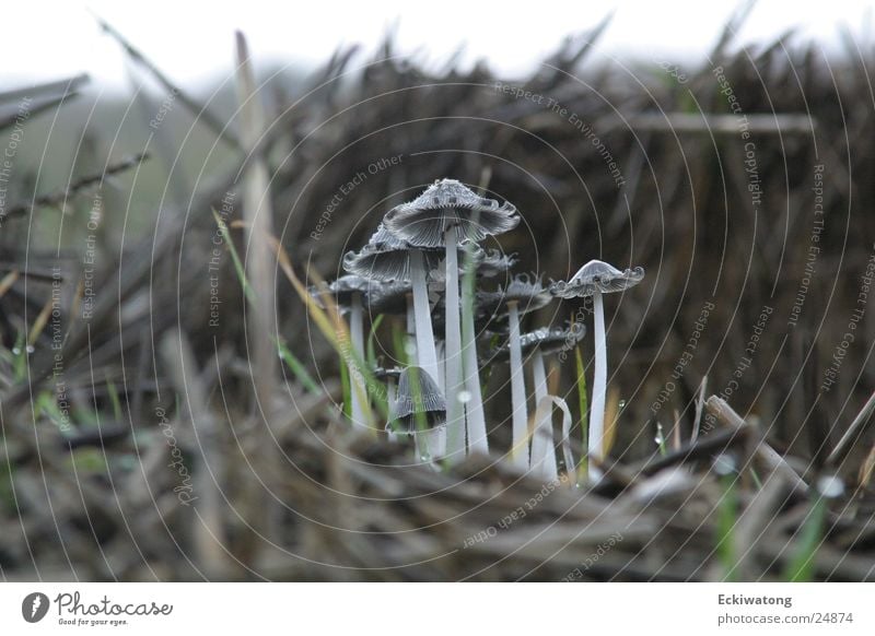 Die Beatles Stroh Herbst Pilz Mushroom Magic Mushrooms