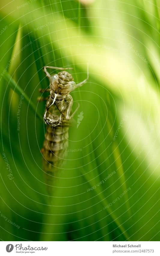 Exuvie - leere Larvenhülle einer geschlüpften Libelle Tier Larvenhaut 1 außergewöhnlich dünn natürlich braun grün Schutz Geborgenheit Identität Wachstum