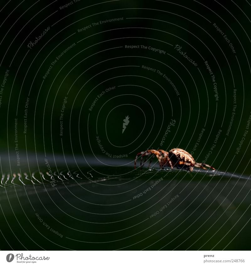 spinne Tier Wildtier Spinne 1 Netz krabbeln sitzen gruselig braun grün Spinnennetz Insekt Spinngewebe Linie Nahaufnahme Farbfoto Außenaufnahme Menschenleer
