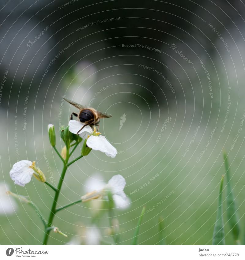 die emsige. Natur Pflanze Tier Blume Feld Biene 1 natürlich fleißig Insekt Sammlung Textfreiraum rechts Tierporträt