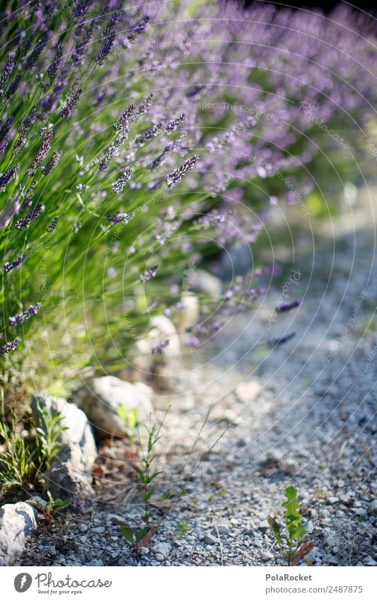 #A# Lila Weg Umwelt Natur Landschaft Pflanze Klima Schönes Wetter Garten Park ästhetisch Wegrand Lavendel Lavendelfeld Lavendelernte violett Idylle Frankreich