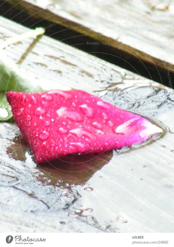Rosenblatt im Regen