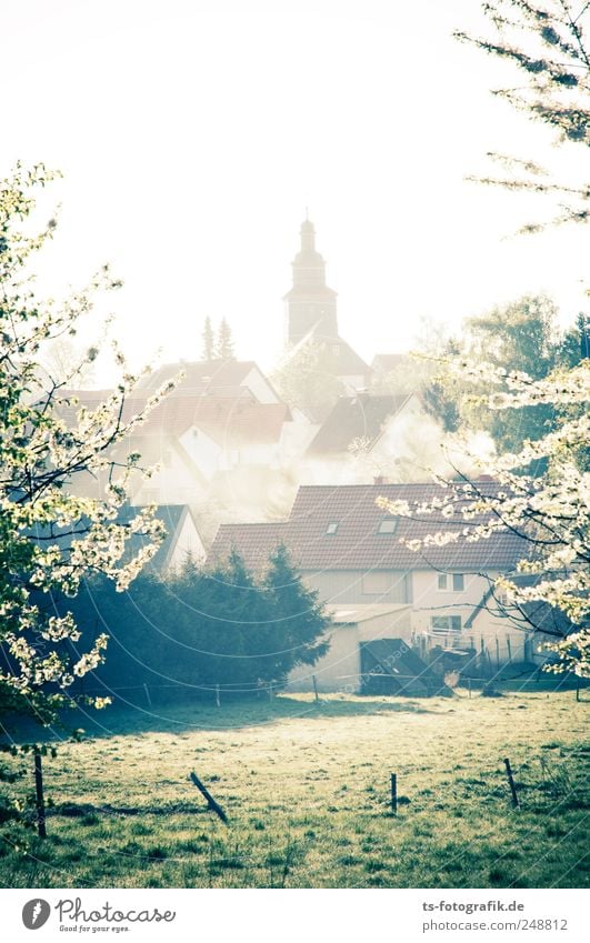 Die Kirche im Dorf gelassen Umwelt Natur Landschaft Frühling Schönes Wetter Pflanze Baum Blüte Wiese Altstadt Menschenleer Haus grün Morgennebel Dunst Nebel