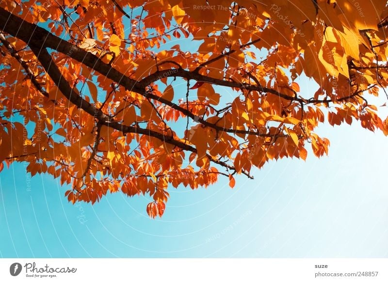 Farbenfroh Umwelt Natur Himmel Wolkenloser Himmel Herbst Wetter Schönes Wetter Baum Blatt leuchten alt ästhetisch natürlich schön blau gold Herbstlaub