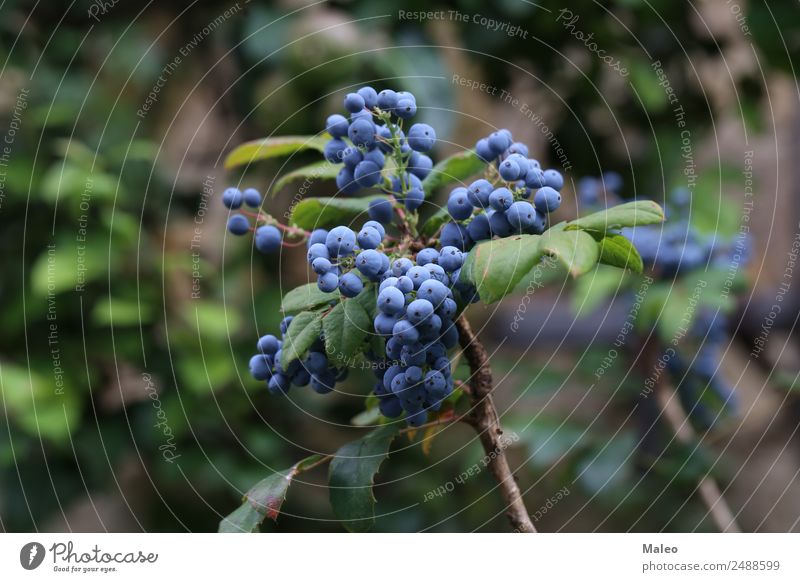 Blaue Beeren blau Ast Herbst Hintergrundbild Sträucher Farbe frisch Frucht Garten Weintrauben grün Gesundheit Gesunde Ernährung Wacholder Makroaufnahme