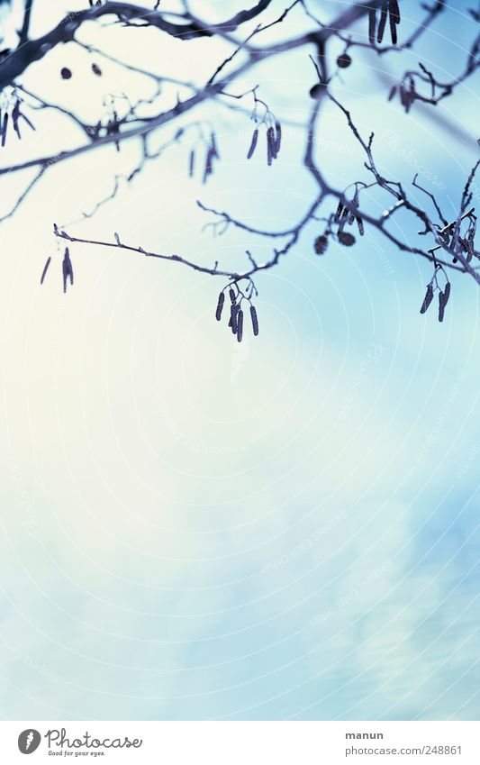 Foto ohne Blätter Natur Herbst Winter Schnee Sträucher Ast Zweige u. Äste herbstlich authentisch einfach hell natürlich blau weiß Farbfoto Außenaufnahme